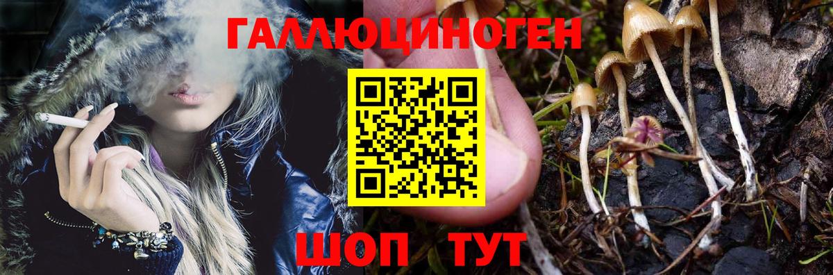 Псилоцибиновые грибы Psilocybe Егорьевск