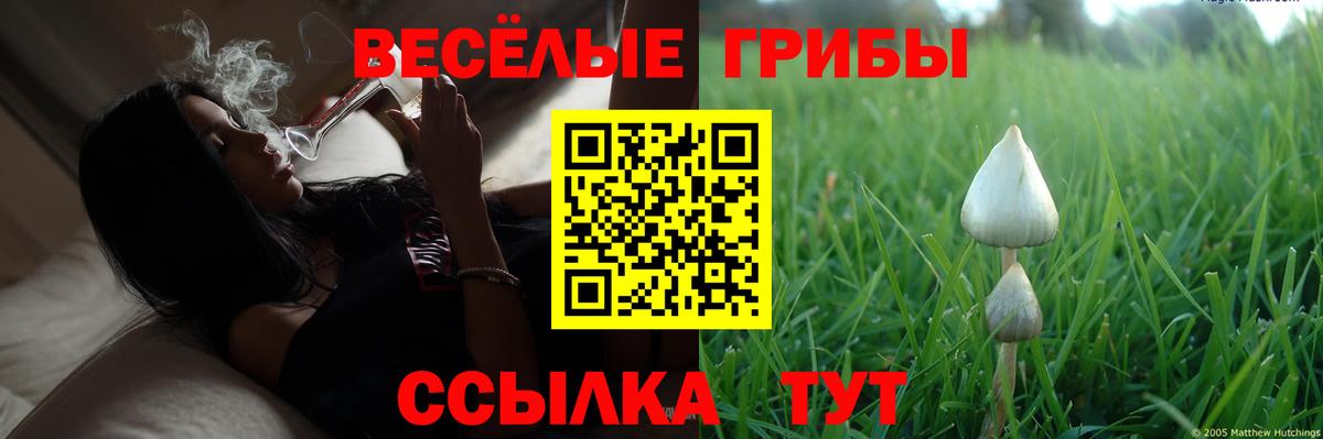 Егорьевск  Псилоцибиновые грибы Psilocybe  Вход с VPN 